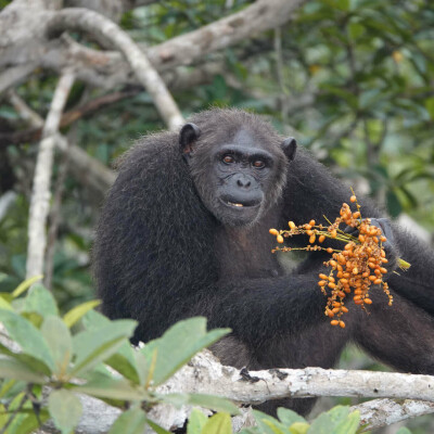 Chimpanzé dans le parc – Help Congo – Association Beauval Nature