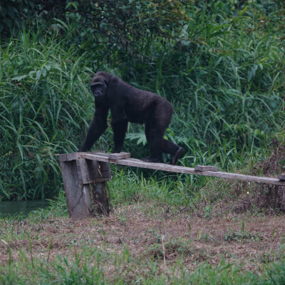 Réintroduction de gorilles au Gabon – Association Beauval Nature