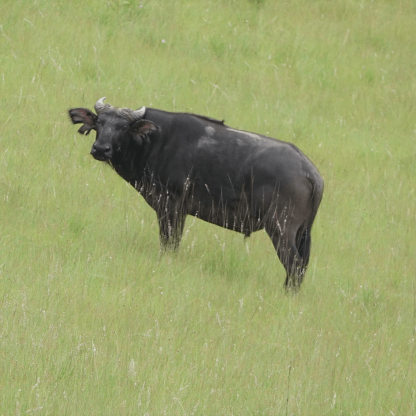 Bovide dans la plaine – HELP Congo – Association Beauval Nature