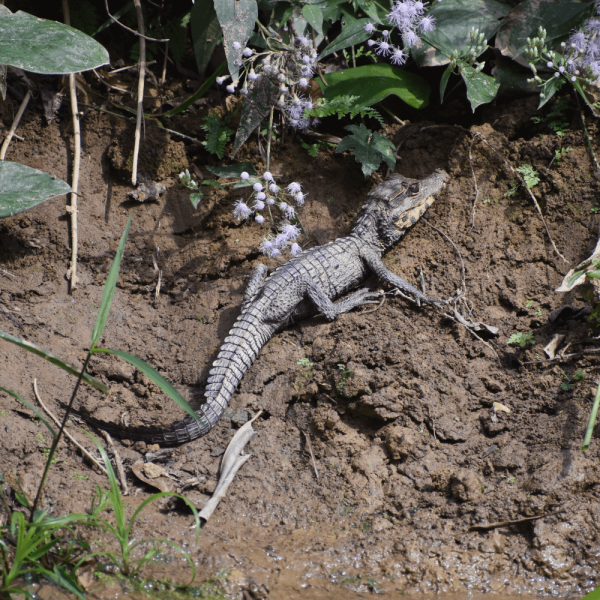 Caiman sur la rive – HELP Congo – Association Beauval Nature