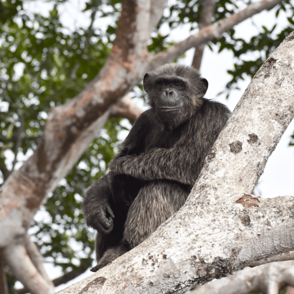 Chimpanze dans un arbre – HELP Congo – Association Beauval Nature