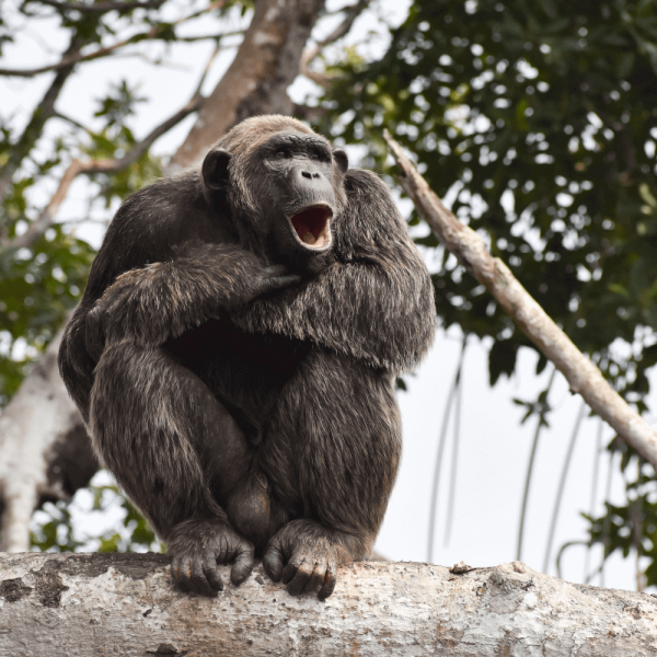 Chimpanze dans un arbre – HELP Congo – Association Beauval Nature