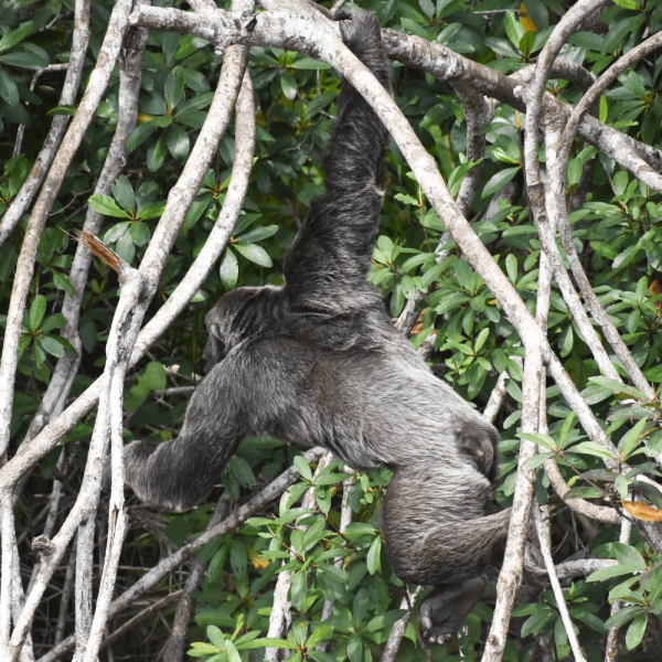 Chimpanze en mouvement – Help Congo – Association Beauval Nature