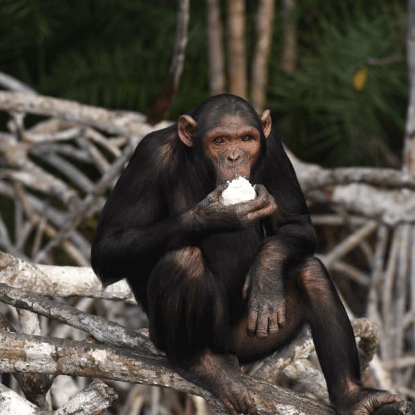 Chimpanze en train de manger – HELP Congo – Association Beauval Nature