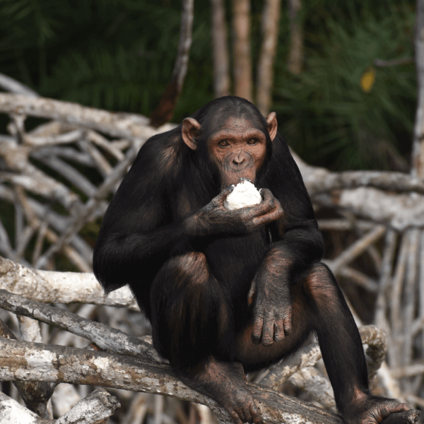 Chimpanze en train de manger – Help Congo – Association Beauval Nature