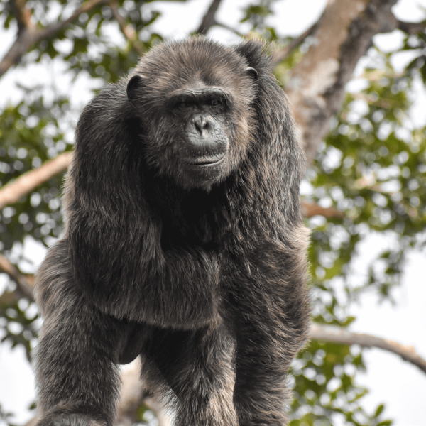 Chimpanze – HELP Congo – Association Beauval Nature