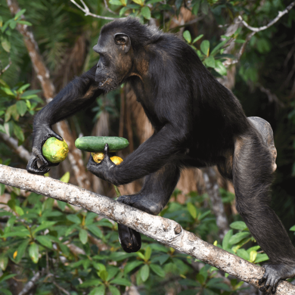 Chimpanze avec des légumes – HELP Congo – Association Beauval Nature