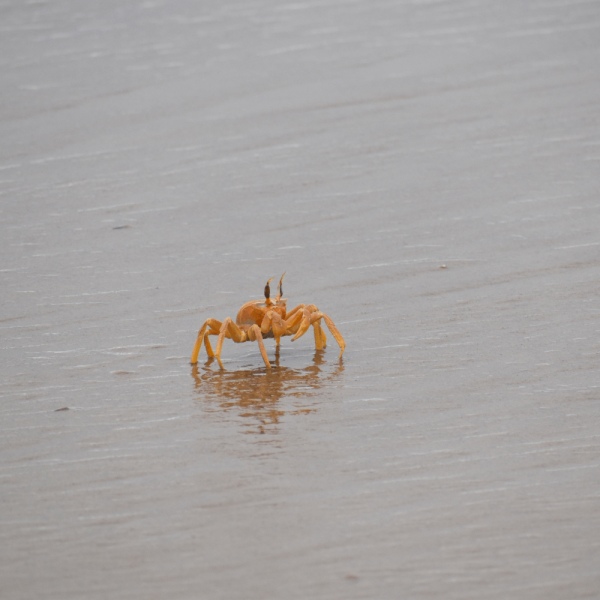 Crabe sur la plage – HELP Congo – Association Beauval Nature