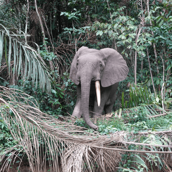 Elephant dans la forêt – HELP Congo – Association Beauval Nature