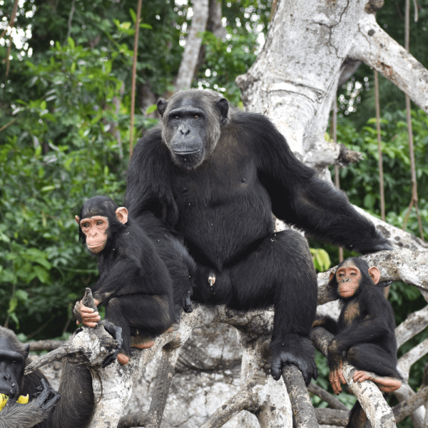Famille chimpanzé – HELP Congo – Association Beauval Nature