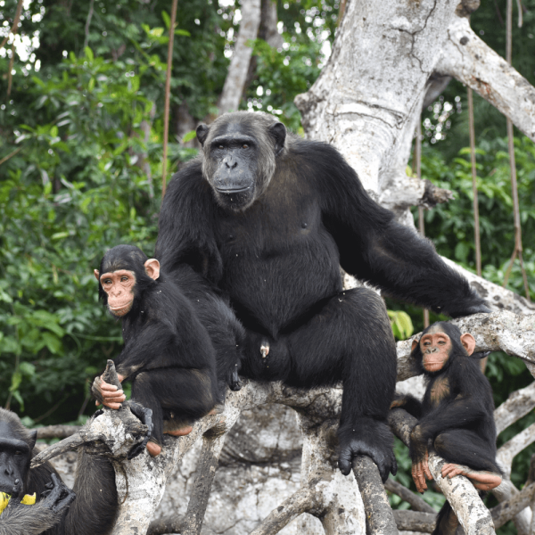 Famille chimpanzé – Help Congo – Association Beauval Nature
