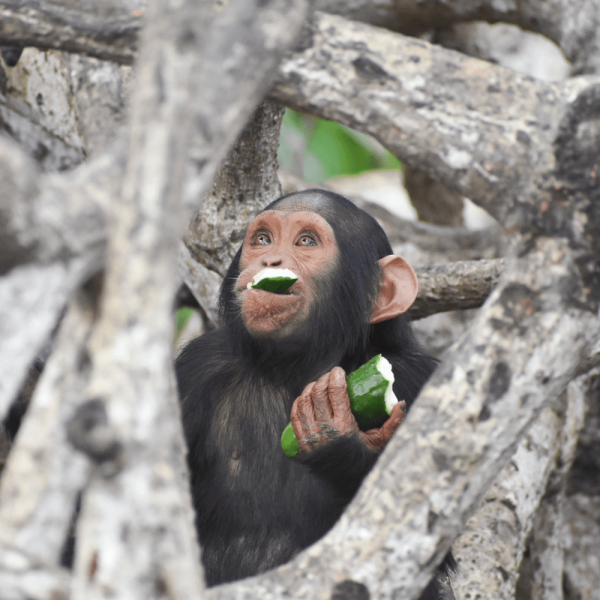 Jeune chimpanze – HELP Congo – Association Beauval Nature