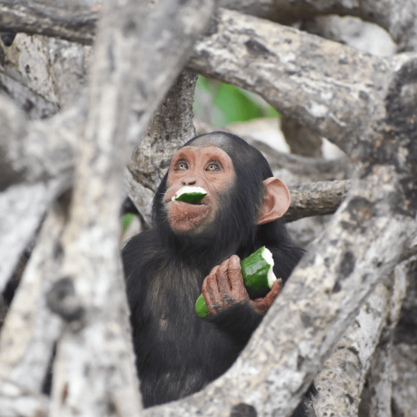 Jeune chimpanze – Help Congo – Association Beauval Nature