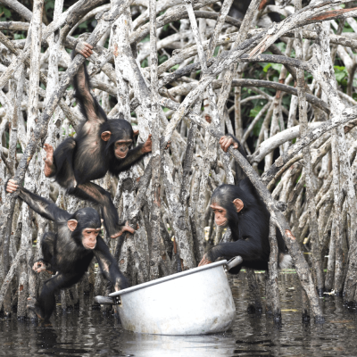 Programmes éducatifs - Help Congo – Association Beauval Nature