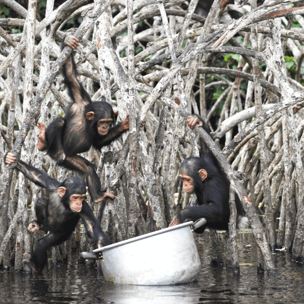 Jeunes chimpanzés – HELP Congo – Association Beauval Nature
