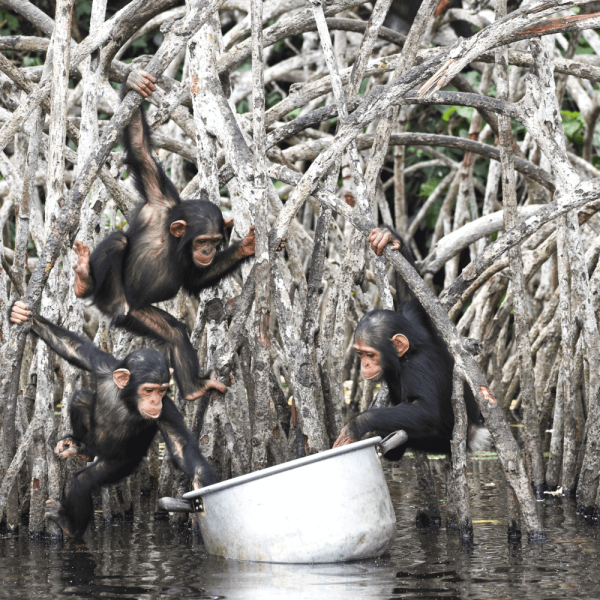 Jeunes chimpanzés – Help Congo – Association Beauval Nature