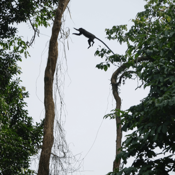 Moustac bondissant – HELP Congo – Association Beauval Nature
