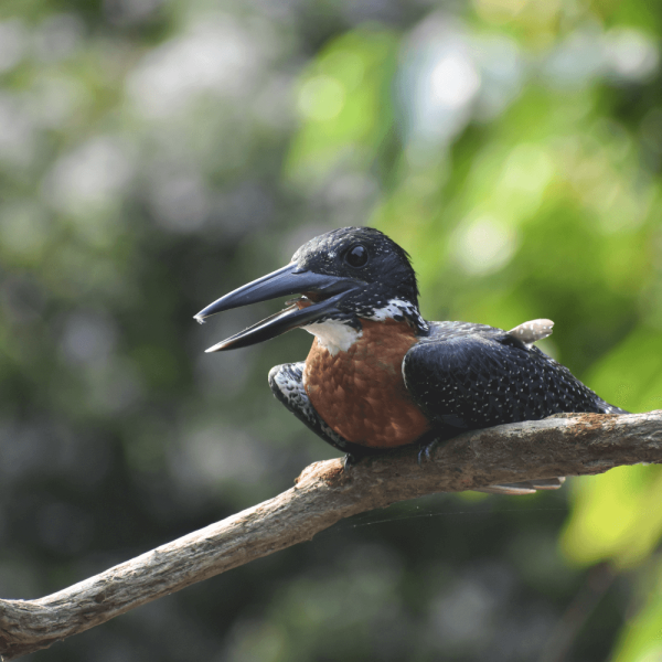 Oiseau sur une branche – Help Congo – Association Beauval Nature