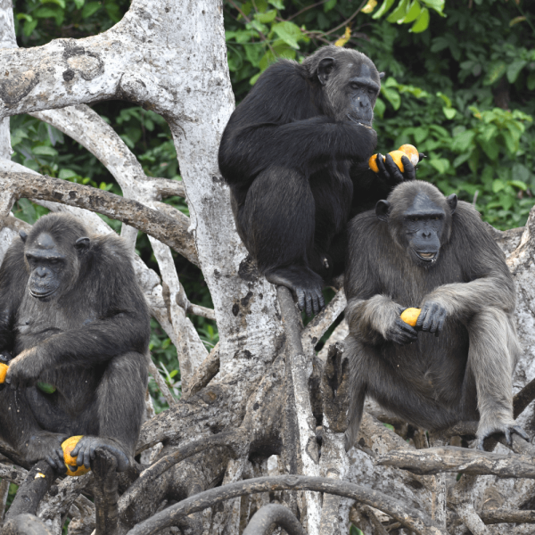 Trois chimpanzés mangent – HELP Congo – Association Beauval Nature