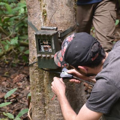 Pose de caméra-trappe – HELP Congo – Association Beauval Nature