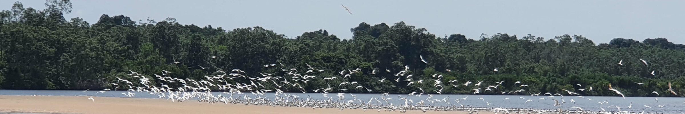 Faune sauvage oiseaux – Help Congo – Association Beauval Nature