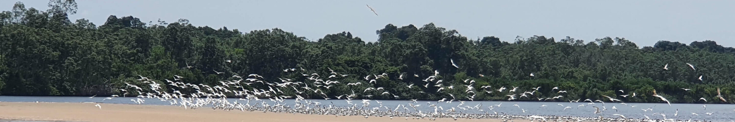 Faune sauvage oiseaux – HELP Congo – Association Beauval Nature