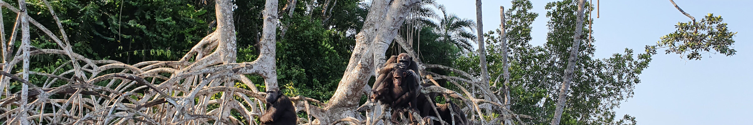 Parc national de Conkouati-Douli avec groupe de chimpanzés– Help Congo – Association Beauval Nature