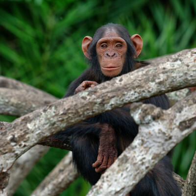 Nourrisage – HELP Congo – Association Beauval Nature