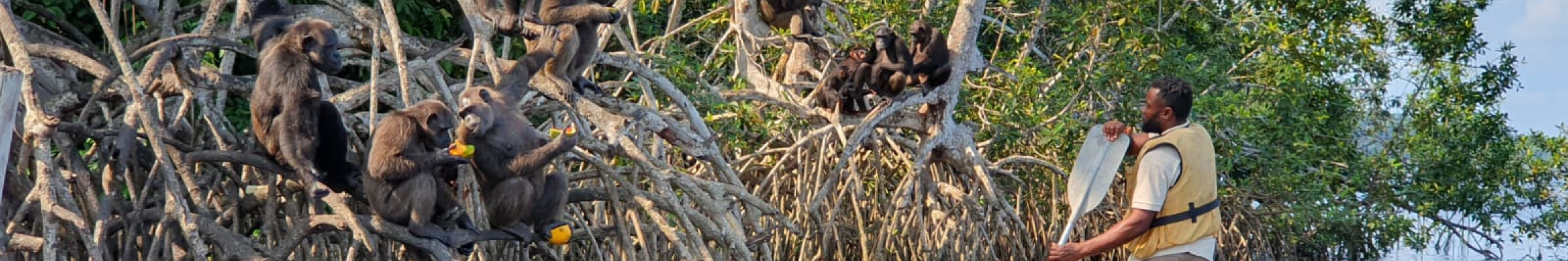 Flore sauvage – HELP Congo – Association Beauval Nature