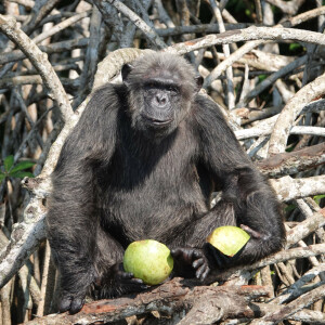 Conservation chimpanzés - Help Congo – Association Beauval Nature