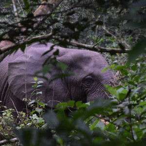 Faune sauvage - Éléphant - Help Congo – Association Beauval Nature